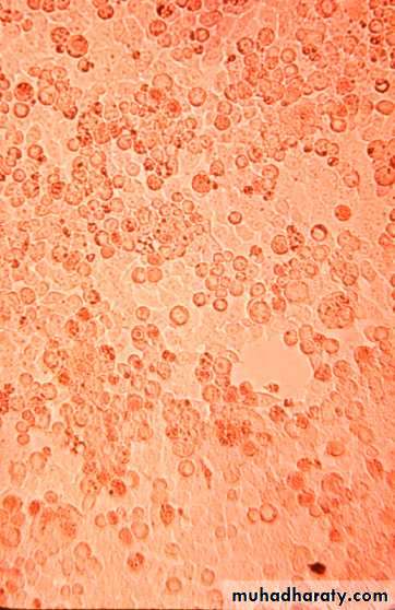 Cultivation, Detection and Quantitation of Viruses