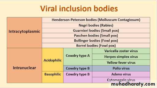 Cultivation, Detection and Quantitation of Viruses