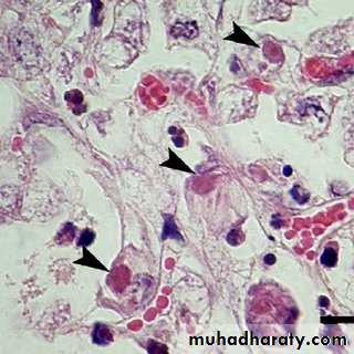 Cultivation, Detection and Quantitation of Viruses