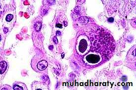 Cultivation, Detection and Quantitation of Viruses