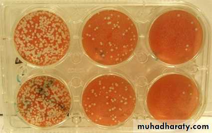 Cultivation, Detection and Quantitation of Viruses