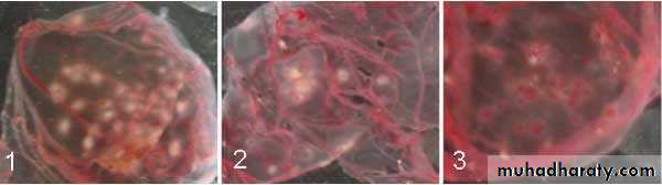 Cultivation, Detection and Quantitation of Viruses