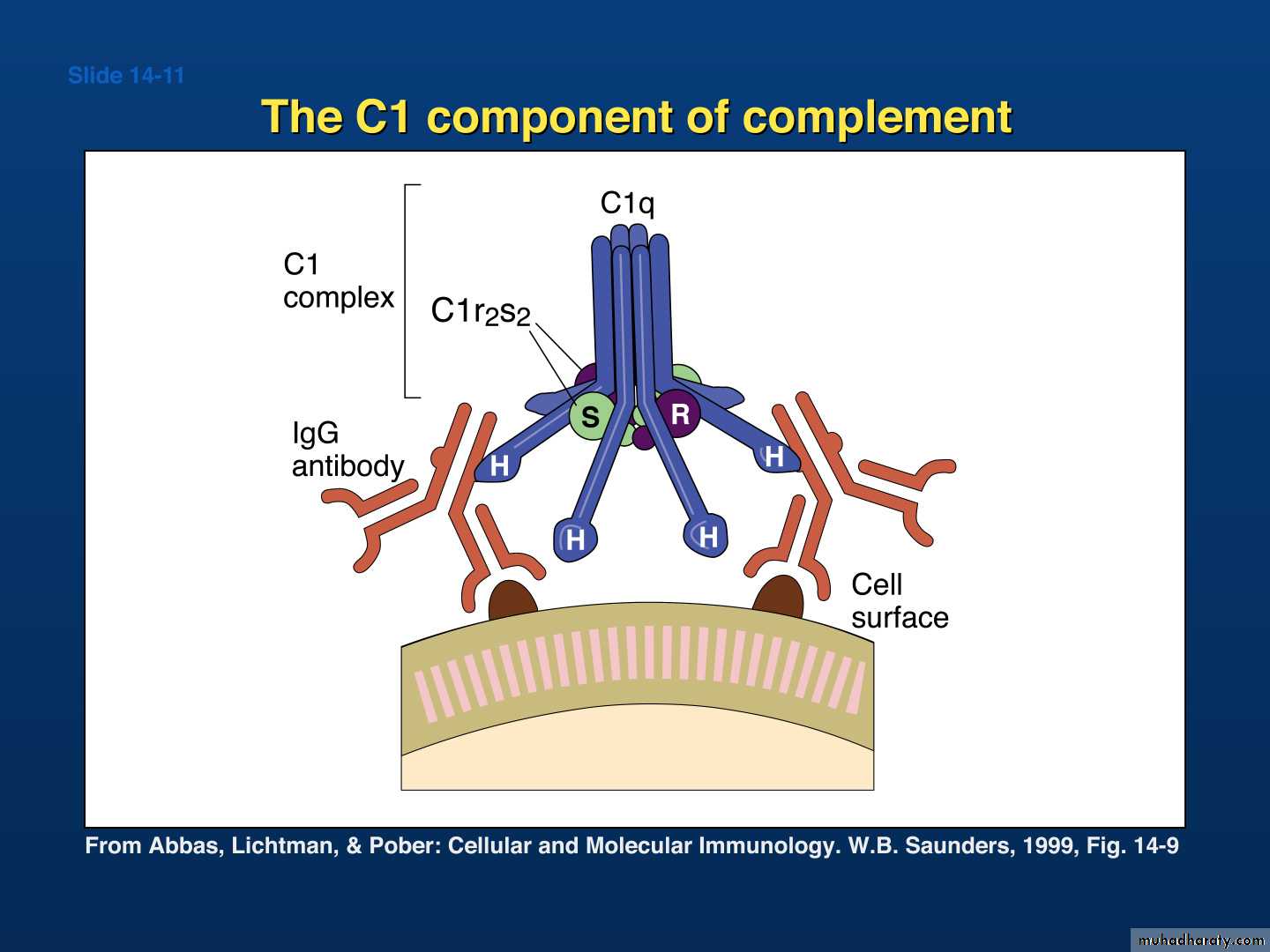 Complement