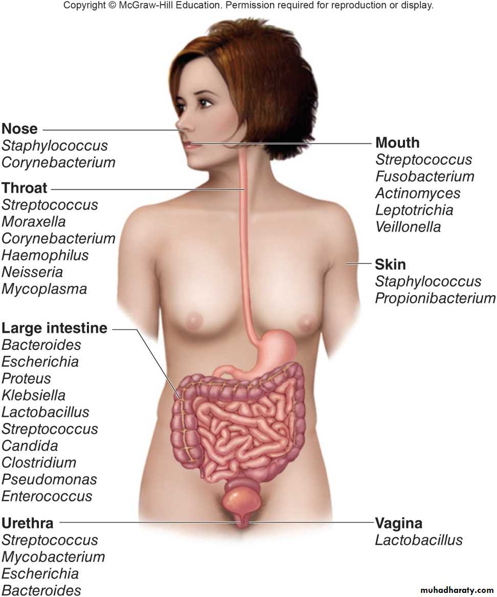 Host-Microbe Interaction