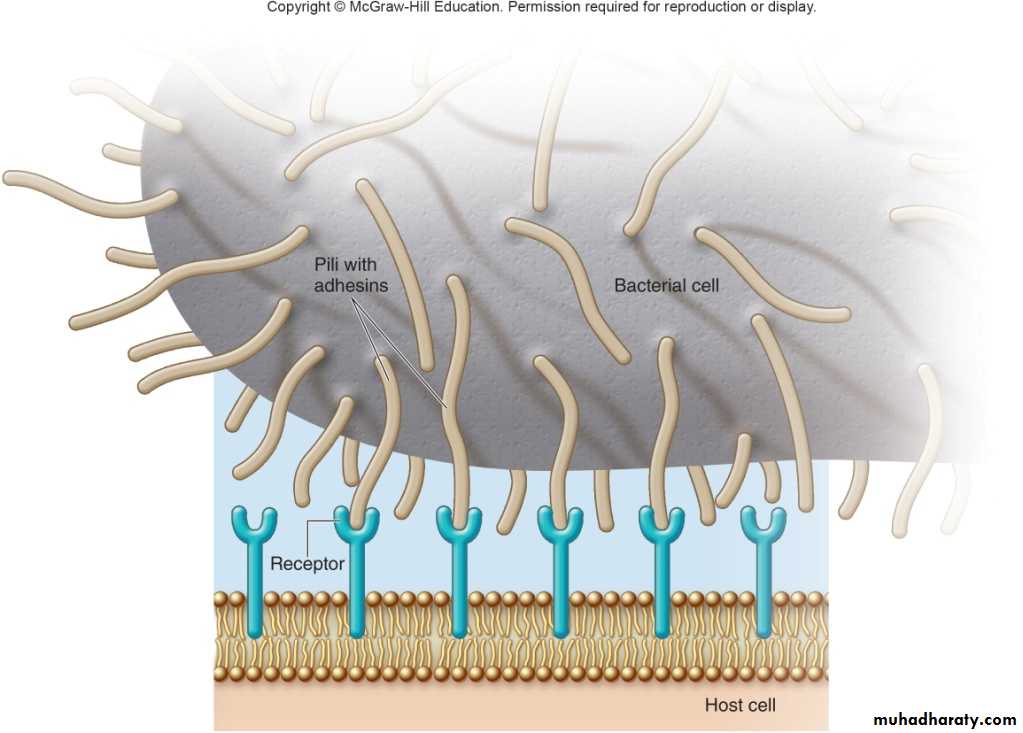 Host-Microbe Interaction