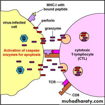 Cell mediated Immunity