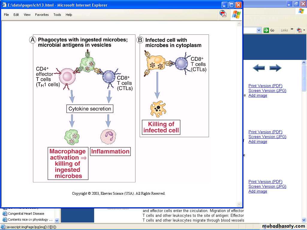 Cell mediated Immunity