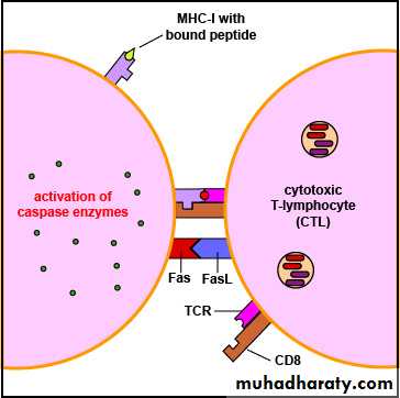 Cell mediated Immunity