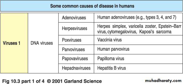 Immunity to Infection