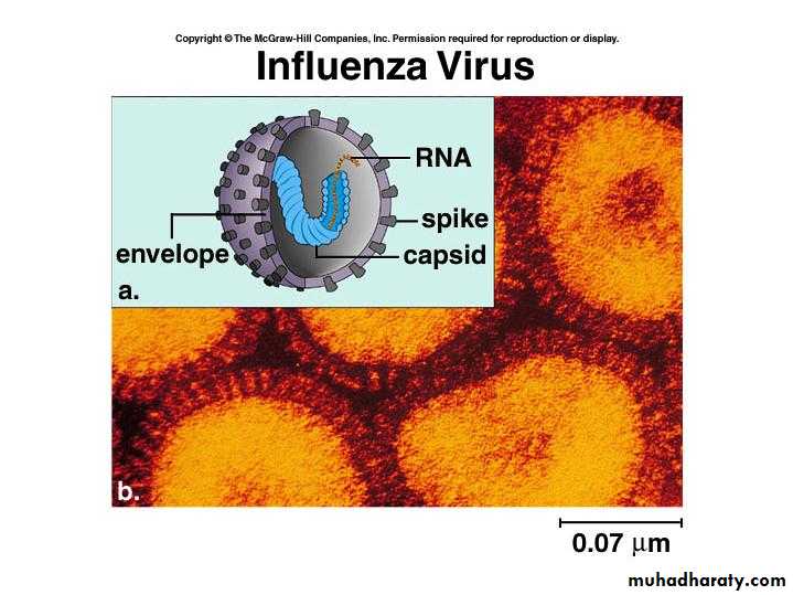 Immunity to Infection