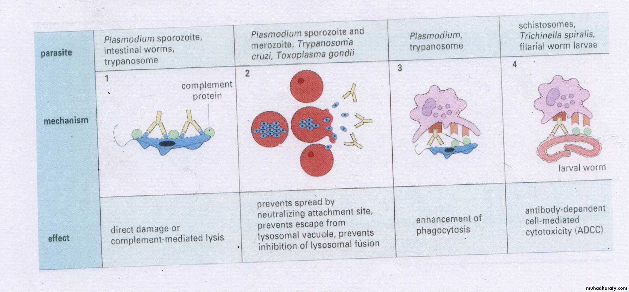 Immunity to Infection