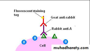 Laboratory Diagnosis of Cancer