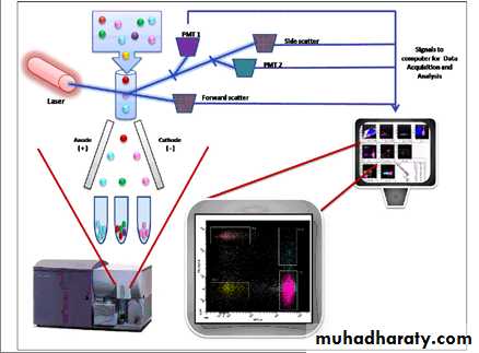 Laboratory Diagnosis of Cancer