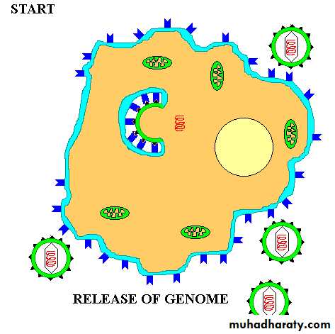 Pathogenesis of Viruses