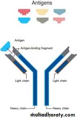 Immunologic Technoques