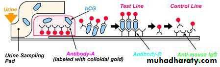 Immunologic Technoques