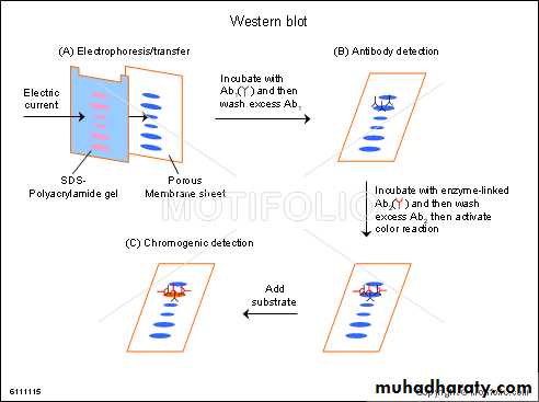 Immunologic Technoques