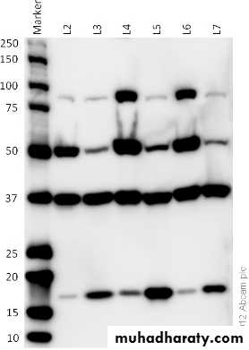 Immunologic Technoques