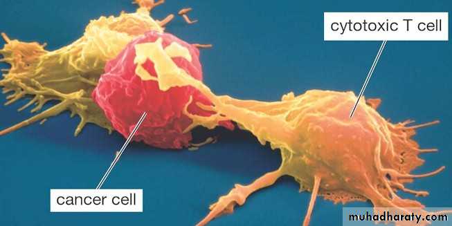 Immunologic Technoques