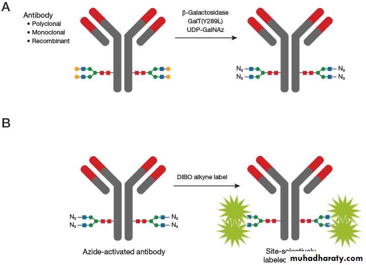 Immunologic Technoques