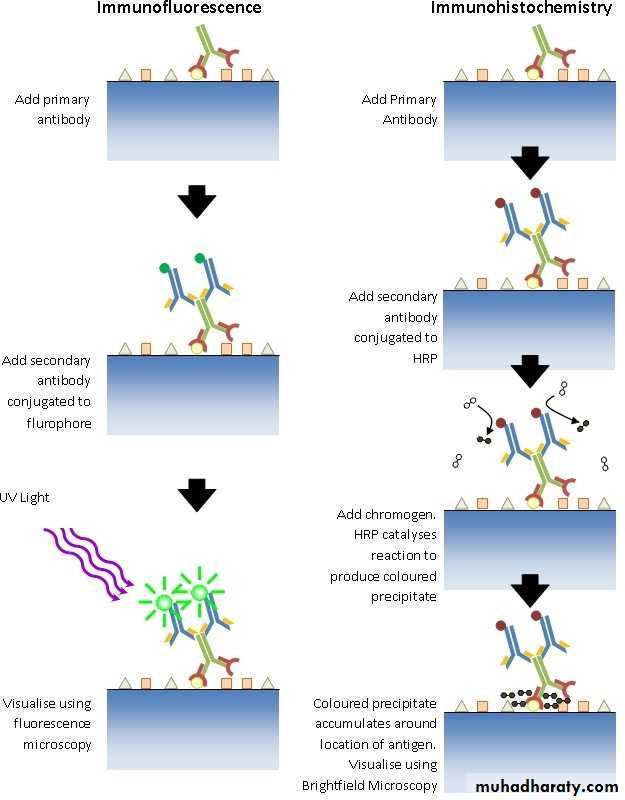Immunologic Technoques