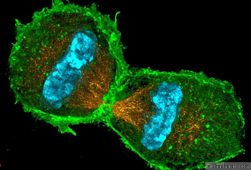 Immunologic Technoques