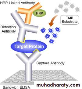 Immunologic Technoques