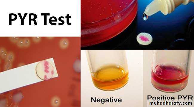 Systemic Bacteriology