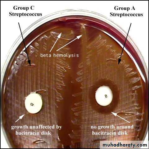 Systemic Bacteriology