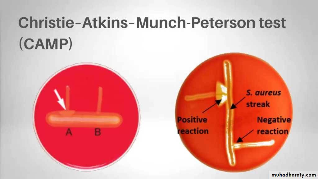 Systemic Bacteriology