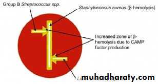 Systemic Bacteriology