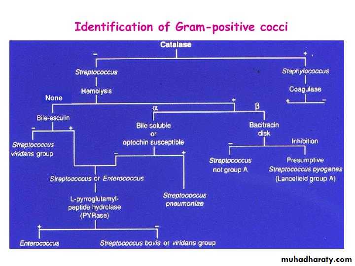 Systemic Bacteriology