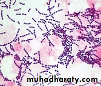 Systemic Bacteriology