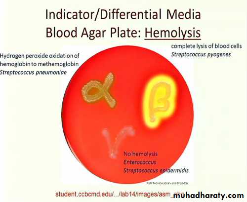Systemic Bacteriology