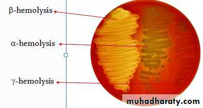Systemic Bacteriology