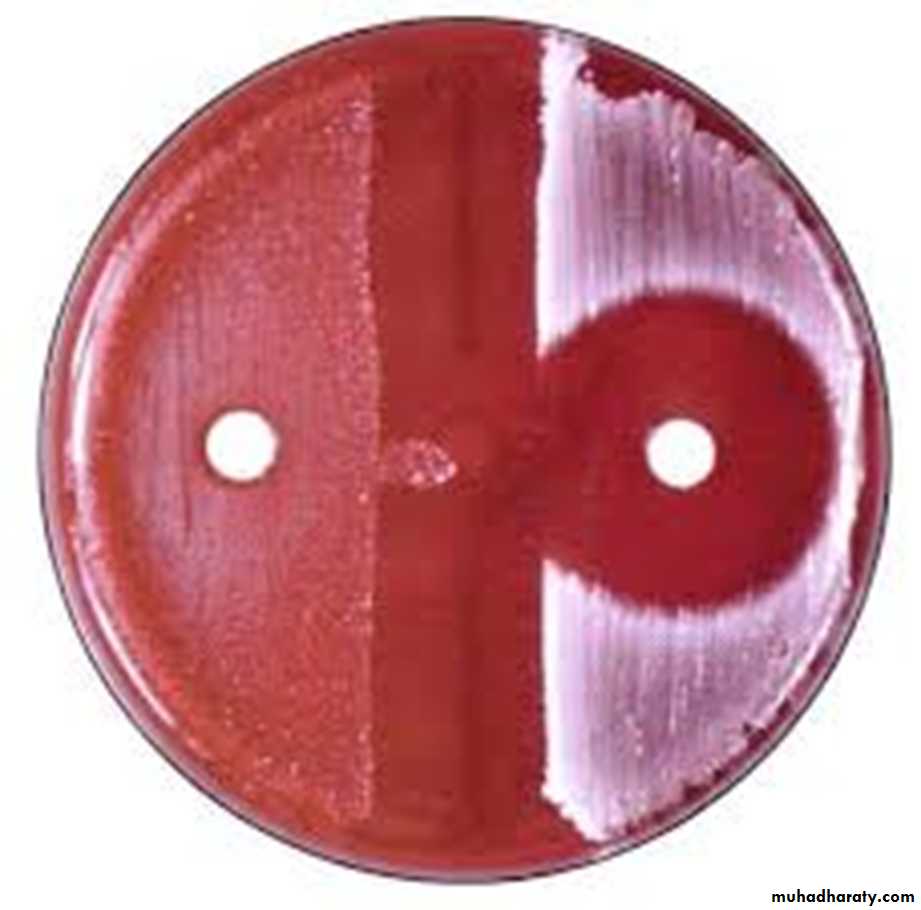 Systemic Bacteriology