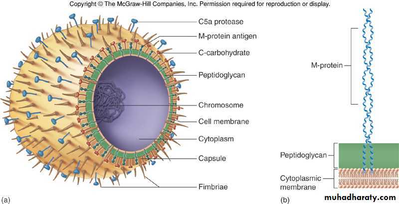 Systemic Bacteriology