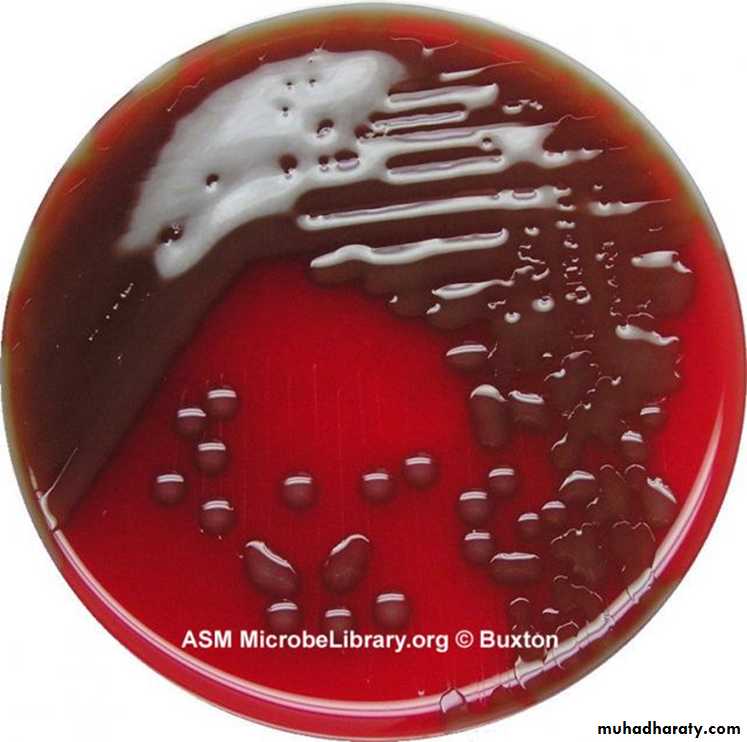 Strep. Pneumonia