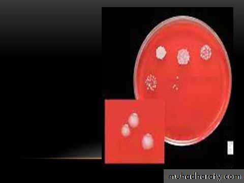 Strep. Pneumonia