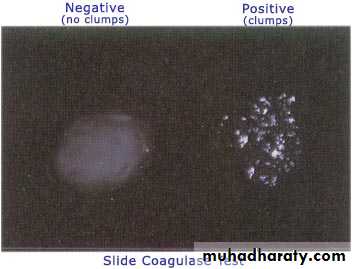 Staphylococci