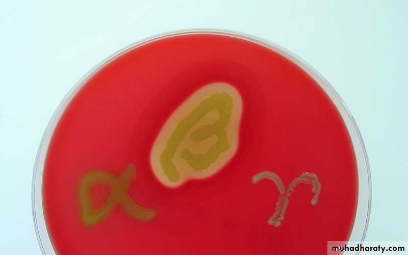 Staphylococci
