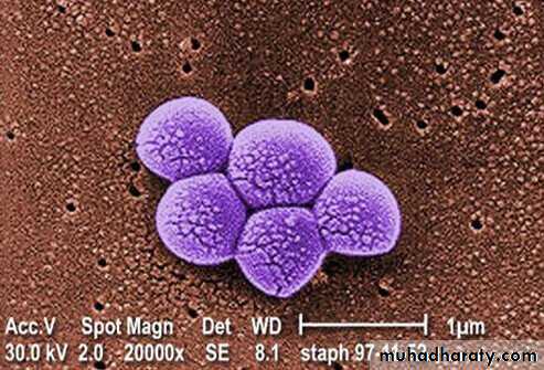 Staphylococci
