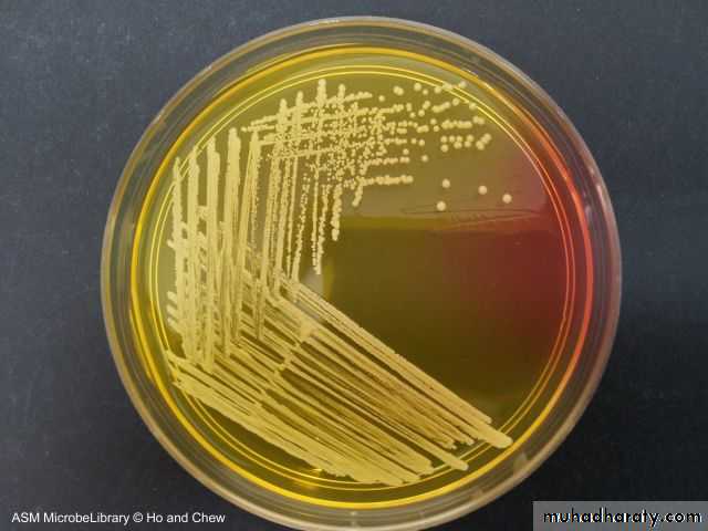 Staphylococci