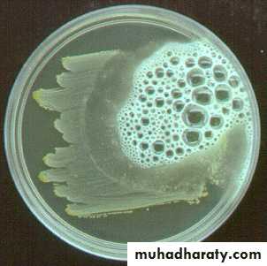 Staphylococci