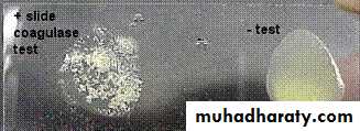 Staphylococci