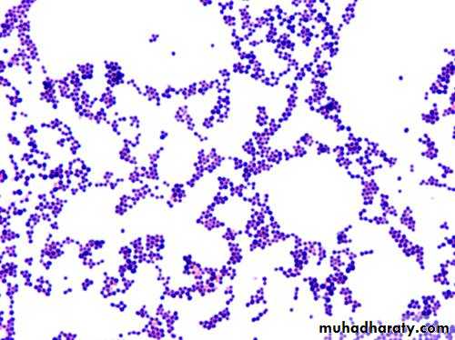 Staphylococci
