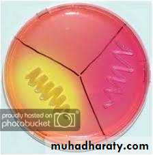 Staphylococci