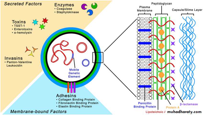 Staphylococci
